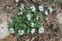 Lobularia maritima