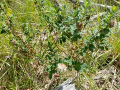 Pimelea ligustrina