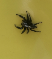 Hyllus