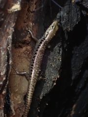 Concinnia tenuis