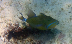 Balistes vetula