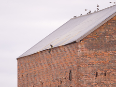 Platycercus caledonicus