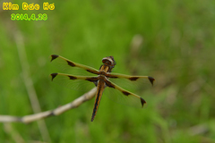 Libellula angelina