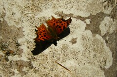 Polygonia satyrus