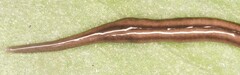 Caenoplana