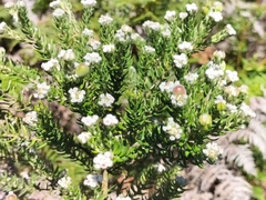 Phylica pinea