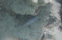 Canthigaster jactator
