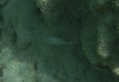 Canthigaster jactator