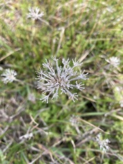 Daucus