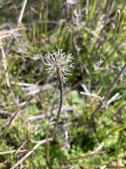 Daucus