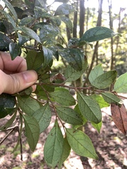 Distyliopsis dunnii