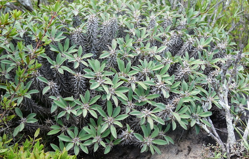 Euphorbia fianarantsoae, photograph 4