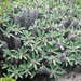 Euphorbia fianarantsoae - Photo no rights reserved, uploaded by Romer Rabarijaona