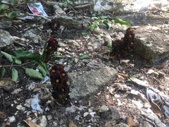 Bdallophytum americanum