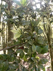 Distyliopsis dunnii