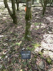 Distyliopsis dunnii