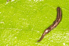 Caenoplana