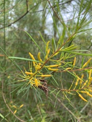 Persoonia virgata