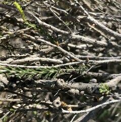 Melaleuca brevifolia