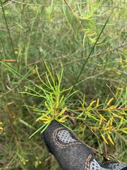 Persoonia virgata