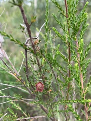 Leptospermum liversidgei