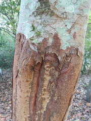 Cinnamomum verum