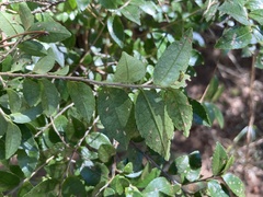 Eurya leptophylla