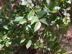 Eurya leptophylla