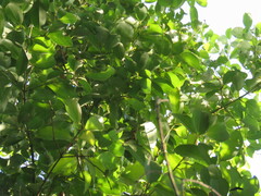 Cinnamomum verum