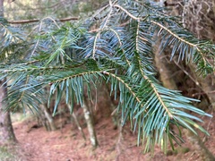 Pseudotsuga wilsoniana