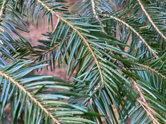 Pseudotsuga wilsoniana