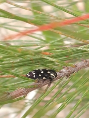 Diphucrania duodecimmaculata