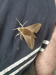 Theretra alecto