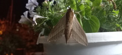Theretra alecto