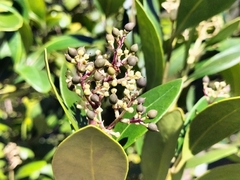 Olea capensis capensis