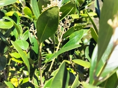 Olea capensis capensis