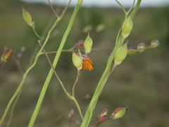 Panicum elegantissimum