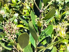 Olea capensis capensis