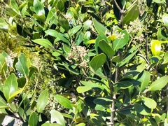 Olea capensis capensis