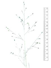 Panicum elegantissimum