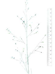 Panicum elegantissimum