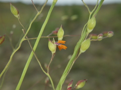 Panicum elegantissimum