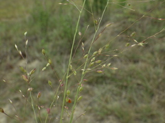 Panicum elegantissimum