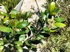 Olea capensis capensis