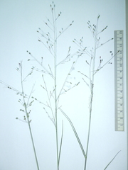 Panicum elegantissimum