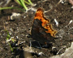 Polygonia gracilis