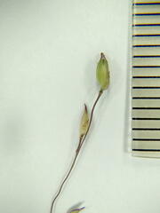 Panicum elegantissimum