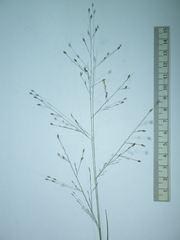 Panicum elegantissimum