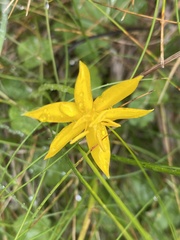 Hypoxis hygrometrica