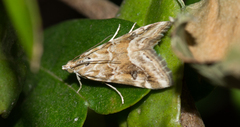 Hellula